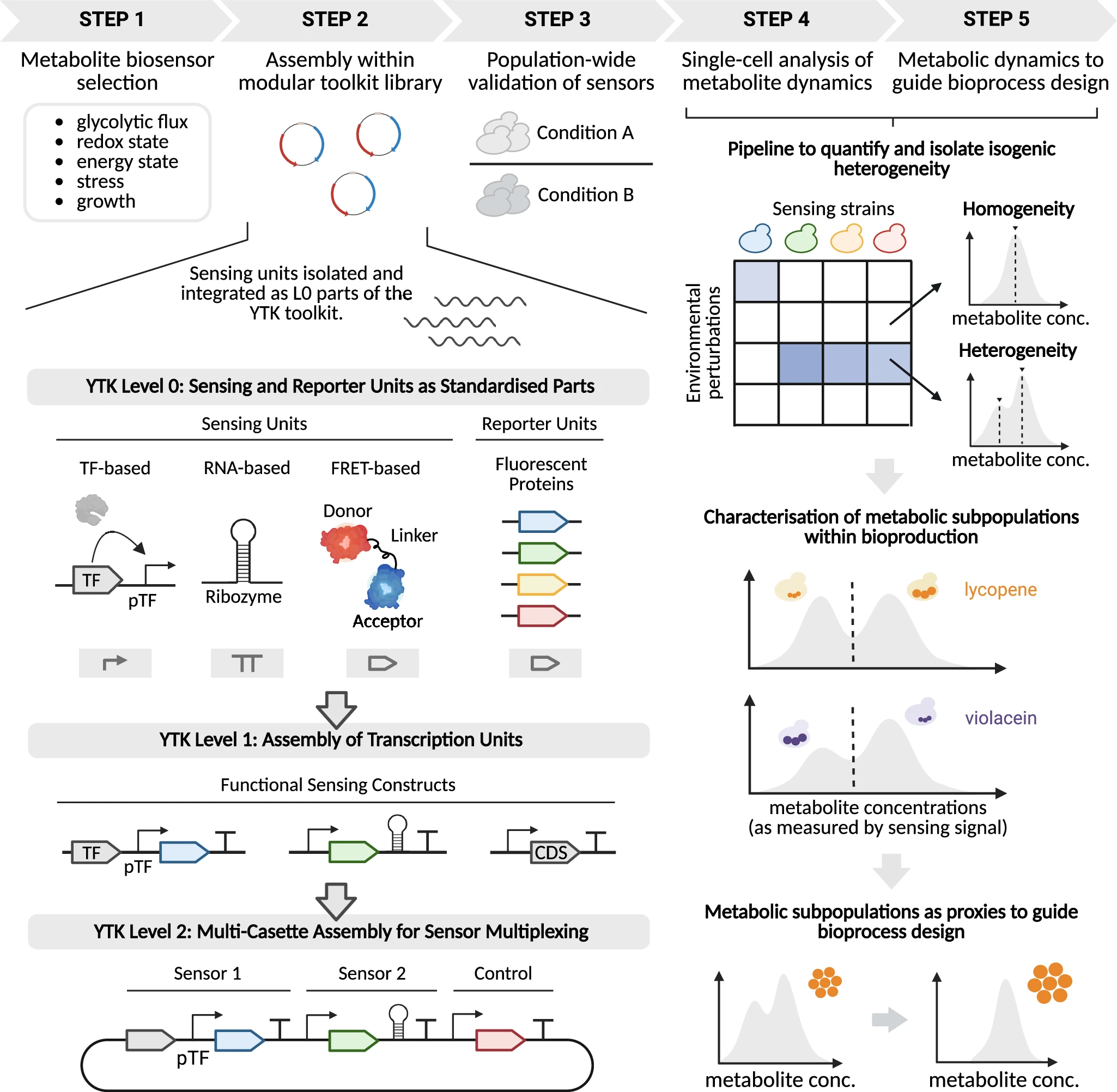 Bioproduction heterogeneity