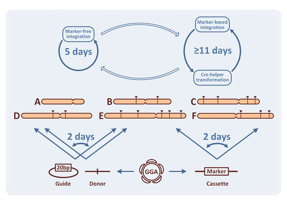 CRISPR Yarrowia toolkit