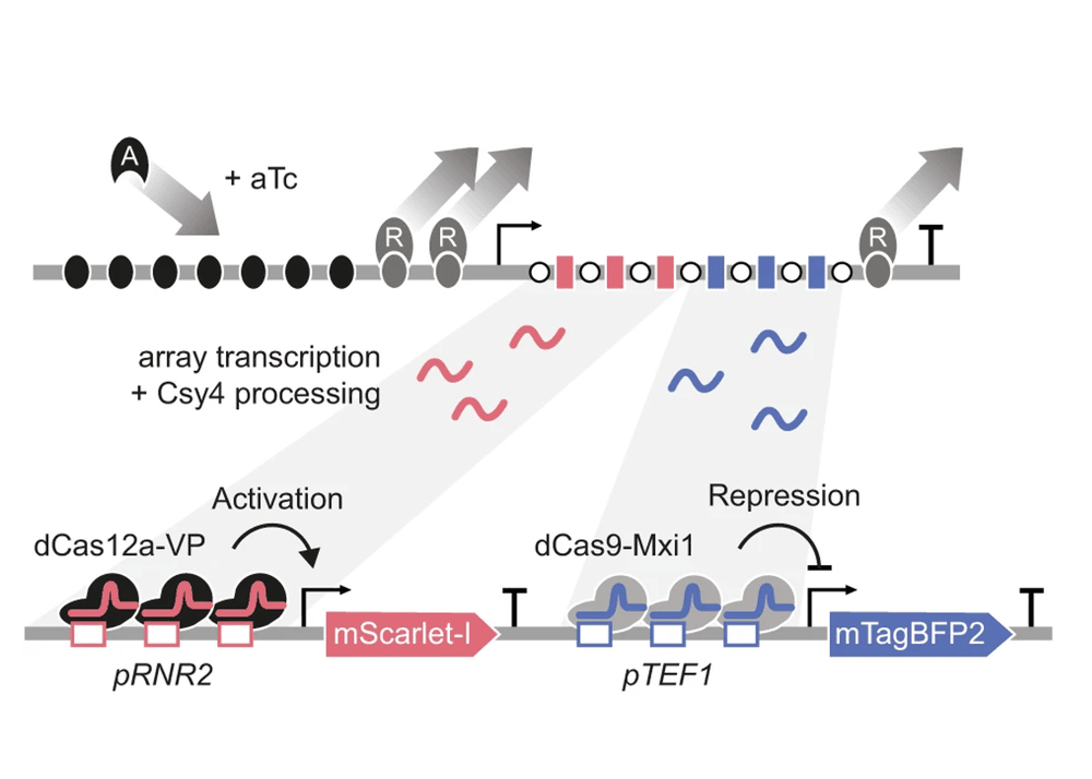 Multiplexing CRISPRai system