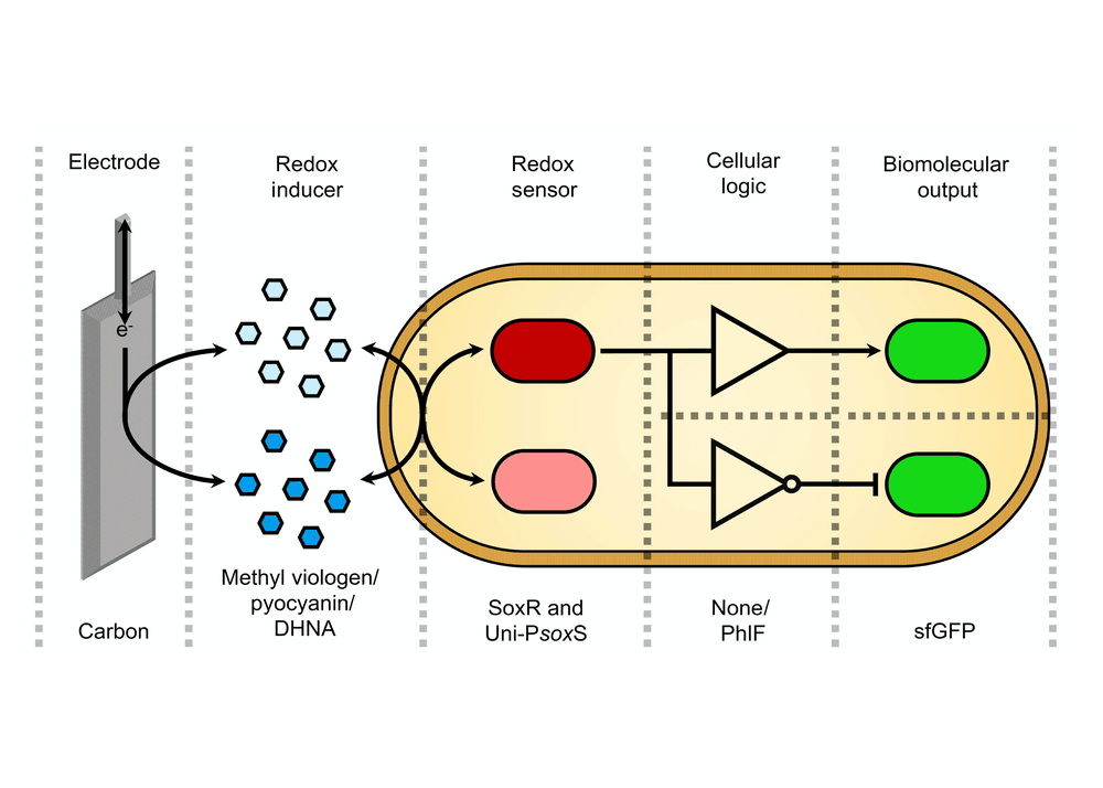 Electric control of gene expression