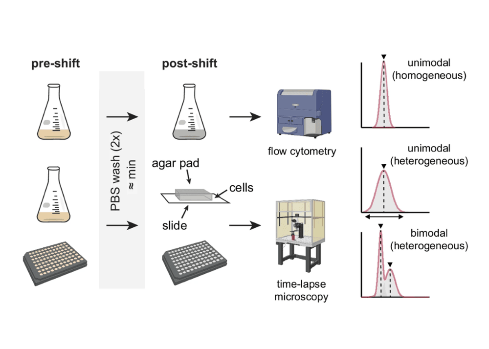 Phenotypic heterogeneity