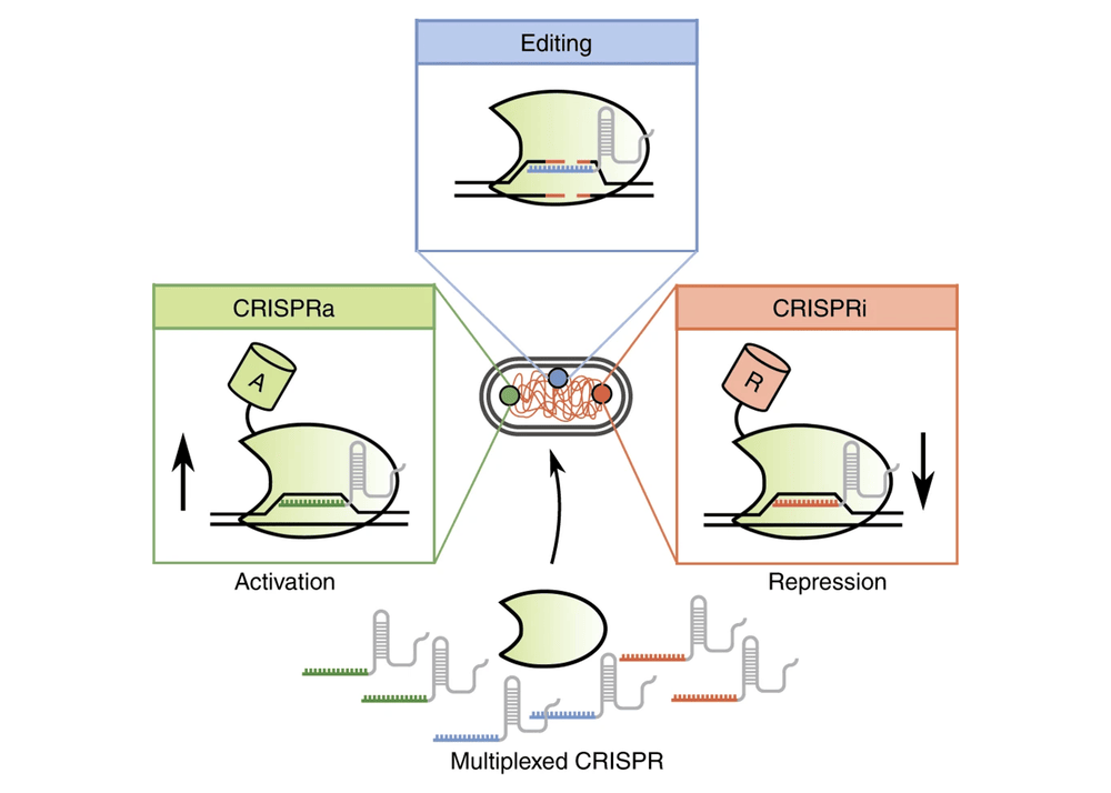 Multiplexing CRISPR review