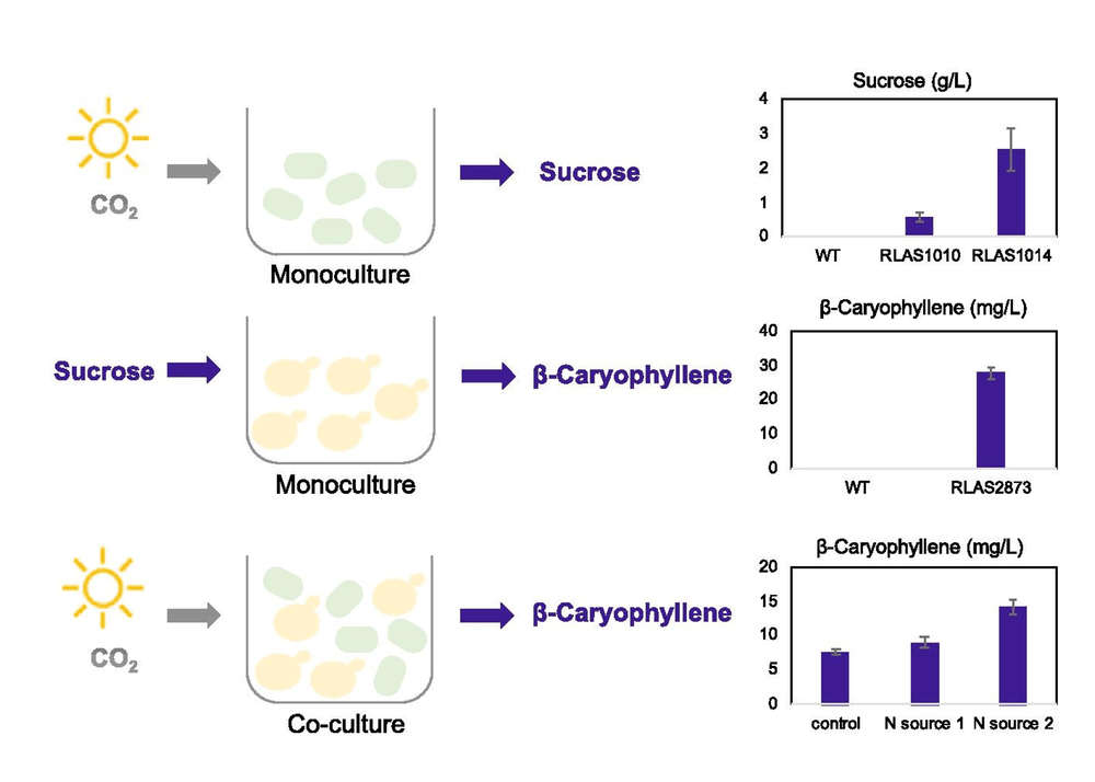 Synthetic lichen bioproduction