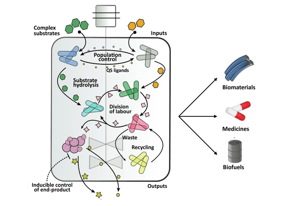 Synthetic microbial communities review