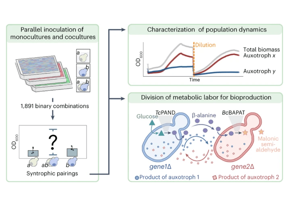 Synthetic yeast communities