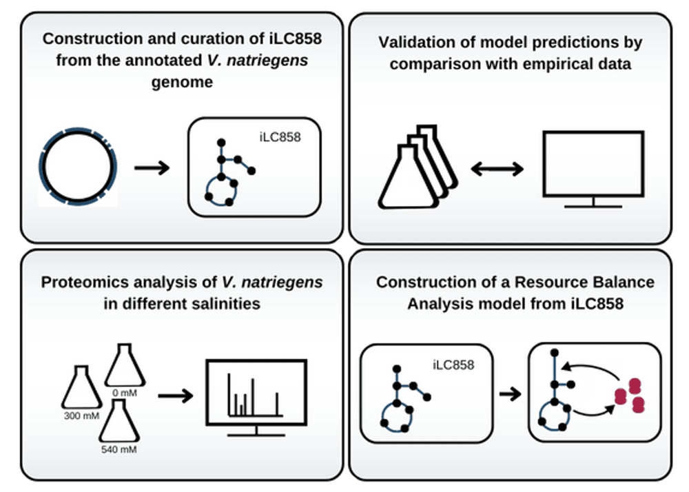 Vnat genome-scale model