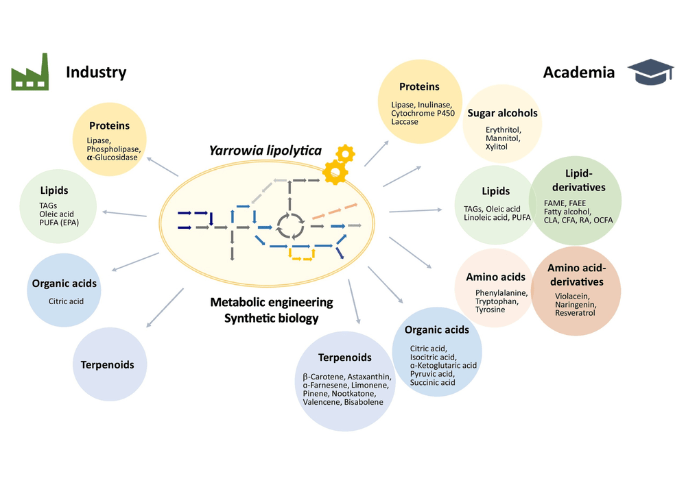 Yarrowia review