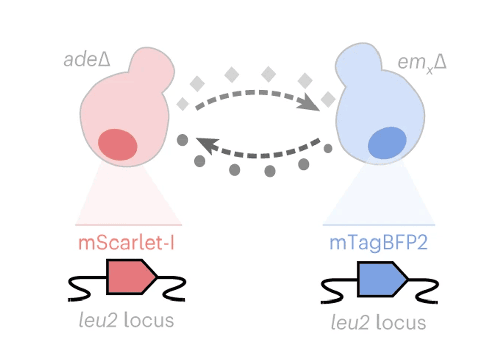 Yeast synthetic communities toolkit